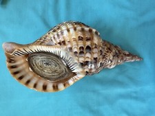 bellissima lumaca di mare