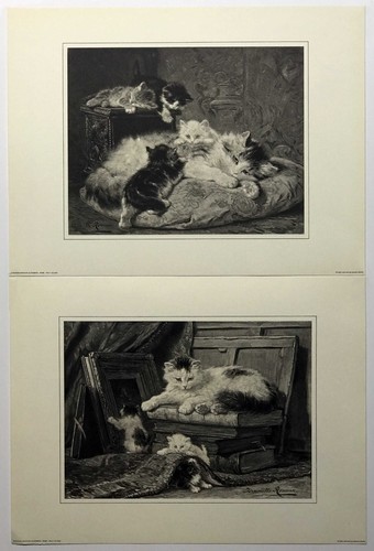 Set madre gattini di - gattini,,