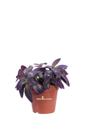 Pianta tradescantia pallida - di,