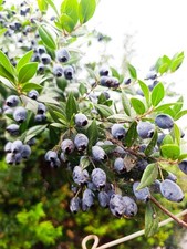 BACCHE DI MIRTO SARDO BIO