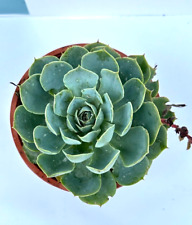 Echeveria secunda glauca - pianta grassa in vaso 17cm