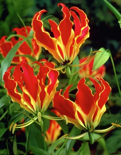 Giglio magnifico gloriosa - magnifico,
