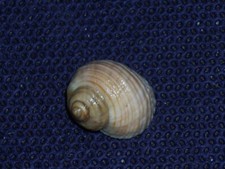 LITTORINA SAXATILIS SPECIAL