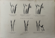 Stampa antica anatomia cavallo