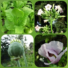 3 varietà semi tabacco 3x1000