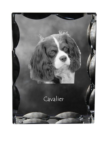 Cavalier king charles - king,