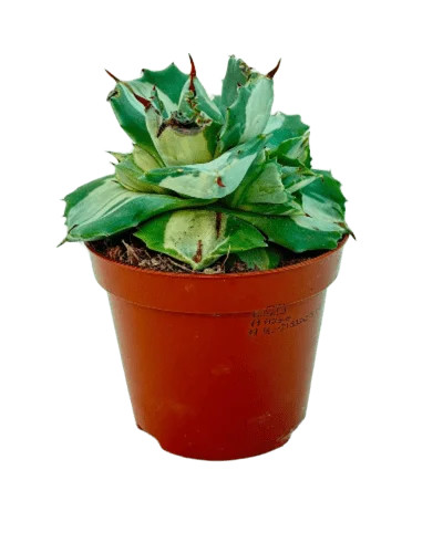 Agave ouhi raijin variegata - agave,