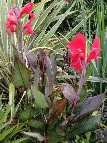 Pianta canna scarlet foglia - scarlet,