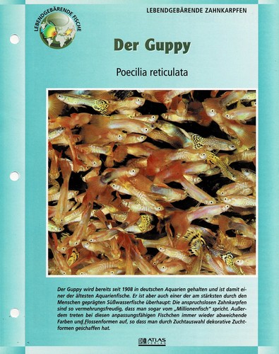 Guppy poecilia reticulata - il,