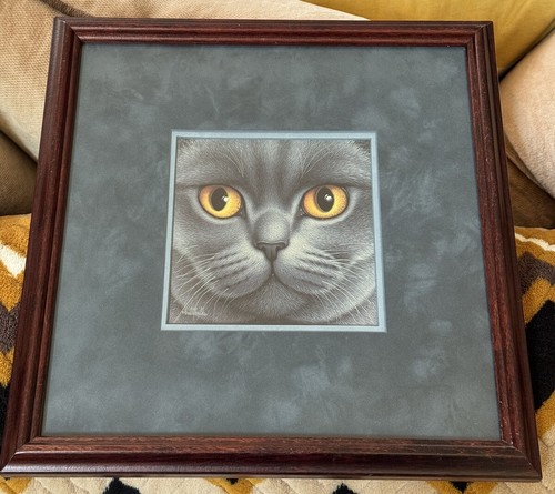 British blue shorthair - british, di