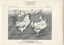 Stampa antica GALLO e GALLINE