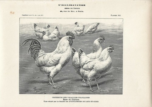 Stampa antica gallo - stampa,