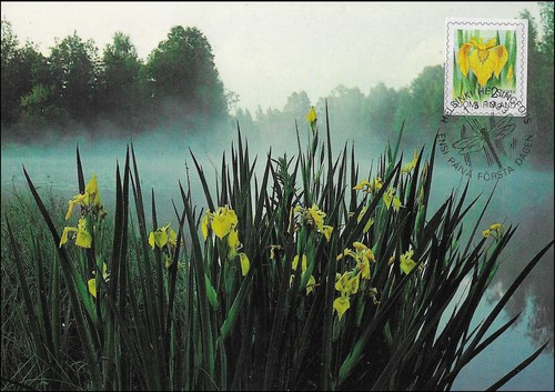 Iris gialla fiore - , acqua