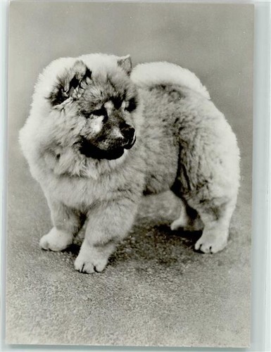 39183073 cucciolo chow - cucciolo,