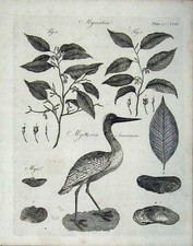 Vecchia stampa antica piante