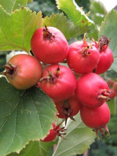 Alberi frutto azzeruolo - da,