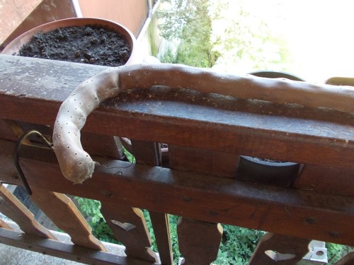 R972 antico vecchio bastone - antico,