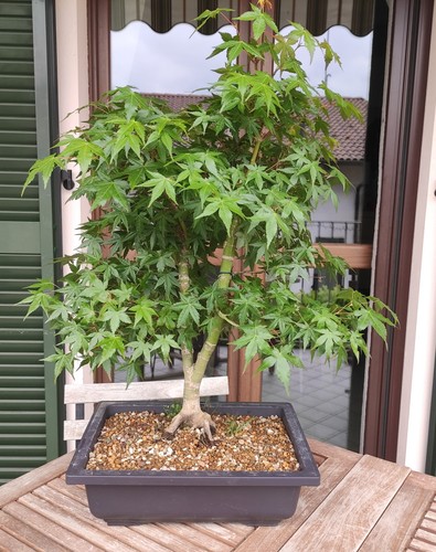Bonsai acero palmato - bonsai,