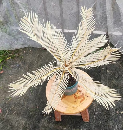 Thunb giardino cycas - thunb,