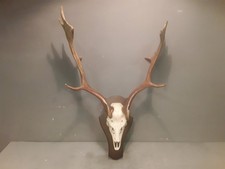  Trofeo Originale Corna Di