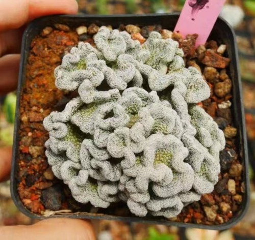 Pelecyphora aselliformis