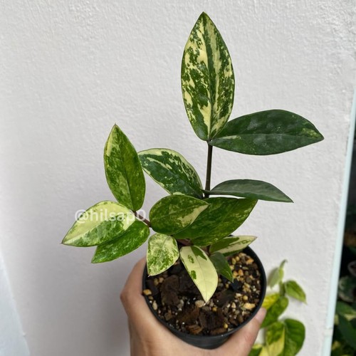 Pianta zamia variegata - zamia,