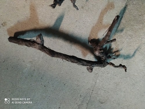Vendo radici per acquario - vendo,
