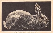 19-48C) CARTOLINA PUBBLICITARIA LYSOFORM  CONIGLIO FULVO DI BORGOGNA