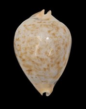 Conchiglia Shell Cypraea ZOILA