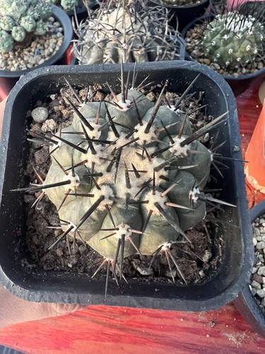 Copiapoa cinerea autoradicata