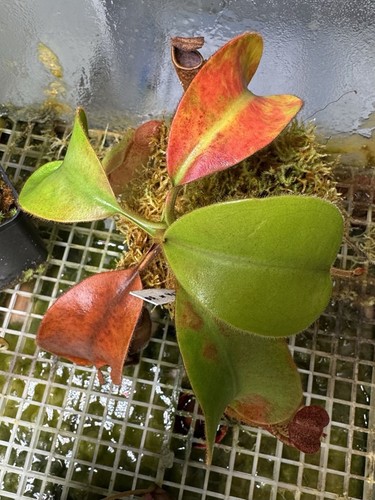 Nepenthes boschiana x - nepenthes, (boschiana