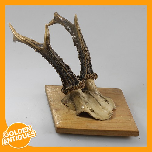 Roe deer antlers horns wall - roe,