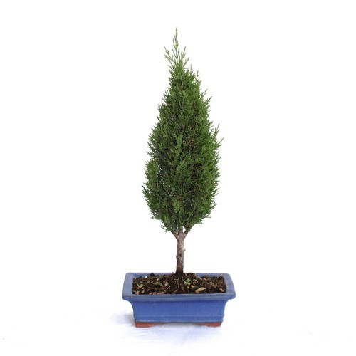 Bonsai cupressus sempervirens - bonsai,