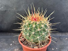 FEROCACTUS ALAMOSANUS  CACTUS