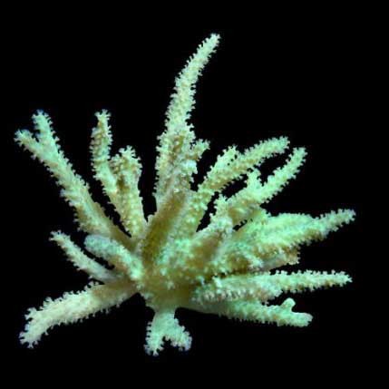 Aquacultured sinularia finger - sinularia,