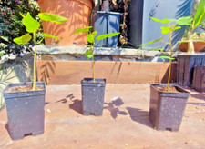 BRACHYCHITON DISCOLOR kurrajong rosa tree succulent CAUDEX bonsai AUSTRALIA