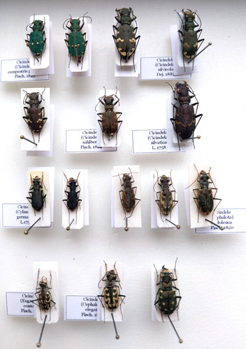 Carabidae coleotteri - carabidae,,
