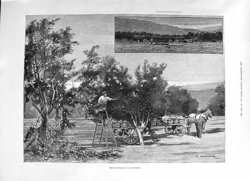 Vecchio 1891 raccolta frutta