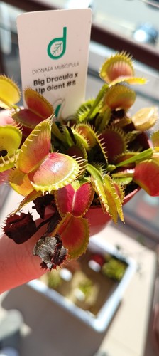 Dionaea muscipula big - muscipula, dracula