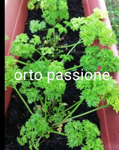 800 semi prezzemolo - 800,