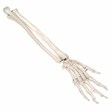 3B Scientific A40/3 Modello di Anatomia Umana Scheletro della Mano con Avambracc
