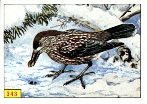 Figurina uccelli panini - figurina,