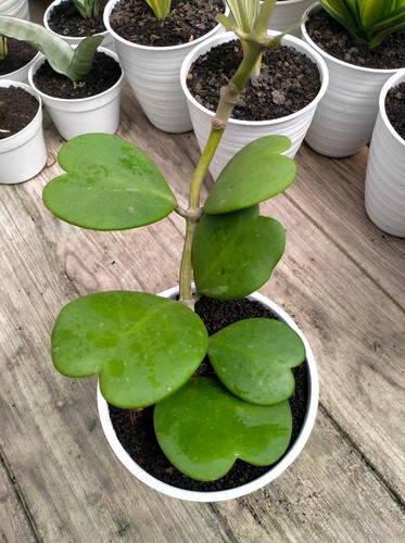 Hoya kerrii sweetheart - hoya, pianta