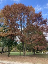 Quercia Rossa Americana Quercus rubra 10 Semi Alta Germinabilita Legno Pregiato