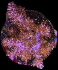 Purple Kenya Tree (Sinularia)