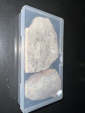 Fossili di felce dell'Indiana