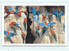 1 cartolina postale ara ala