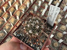 Sclerocactus parviflorus