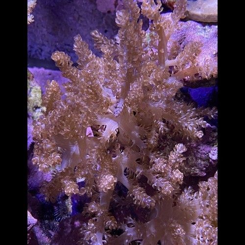 Sinularia finger leather coral - finger,