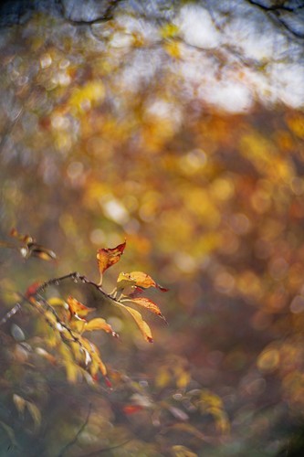 Objectif vintage petzval - objectif, 50mm